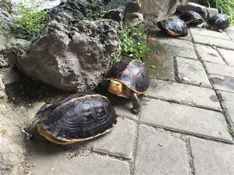 黃緣閉殼龜飼養|深受歡迎的國龜——黃緣閉殼龜，應該如何飼養？